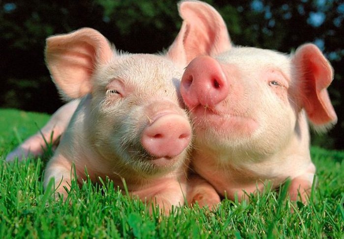 Bagaimana untuk merawat cirit-birit pada anak babi?