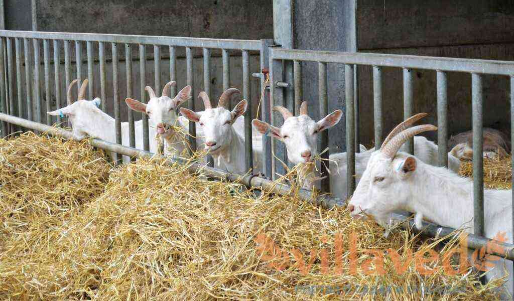 Berapa banyak jerami yang diperlukan oleh kambing untuk musim sejuk dan cara menyediakannya
