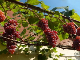 Bilakah masa terbaik untuk menanam anggur: musim bunga atau musim luruh?