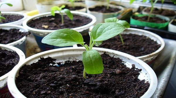 Cara menanam anak benih terung di rumah