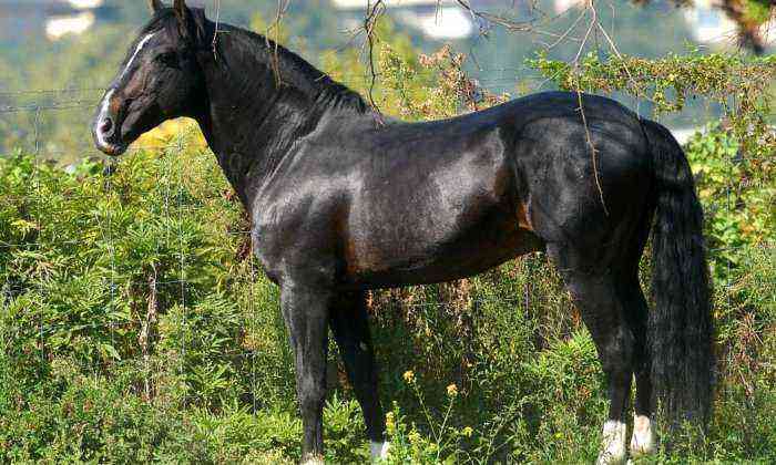 Ciri-ciri dan perihalan baka Iberia kuda