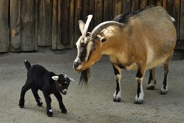 Ciri-ciri memelihara dan membiak kambing Cameroon