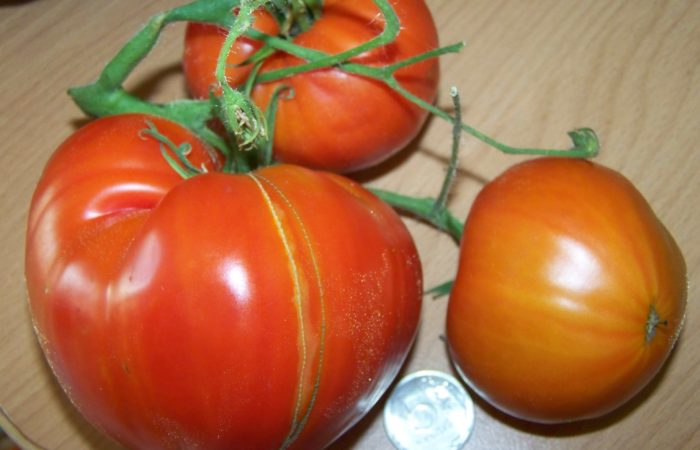 Gergasi berisi dengan rasa yang lazat – mengapa tukang kebun menyukai tomato Big Beef