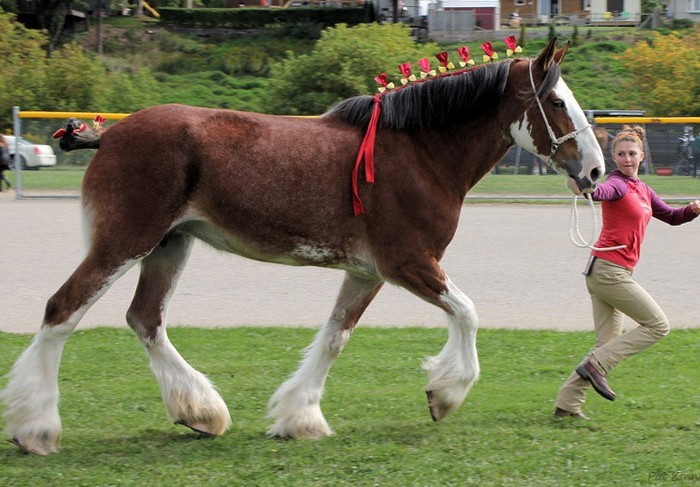 Kuda Clydesdale