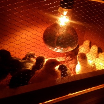 Lampu pemanas anak ayam