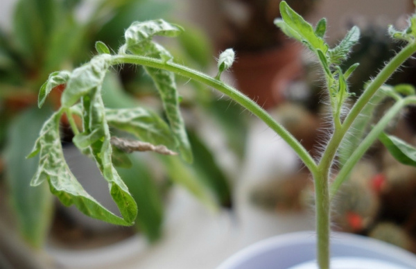 Mengapa anak benih tomato menggulung daun