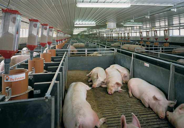 Merangka rancangan perniagaan untuk ladang babi