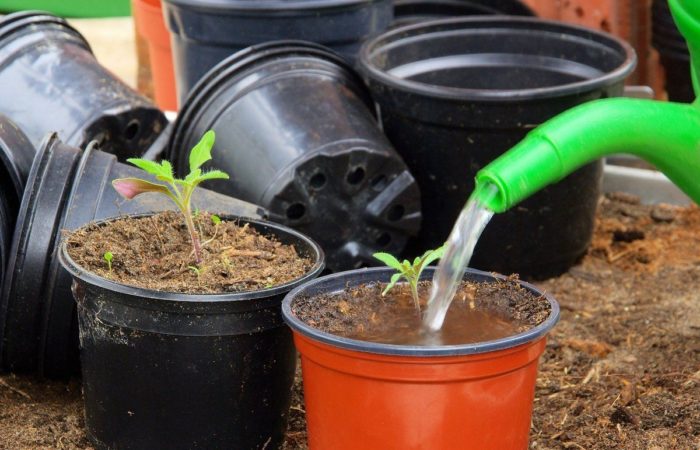 "Min emas" - cara mengatur penyiraman yang kompeten untuk anak benih tomato