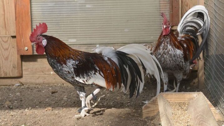 Penerangan mengenai ayam dan ayam jantan, peraturan untuk penyelenggaraan dan pembiakan mereka