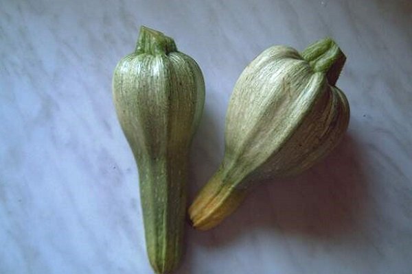 Punca bentuk tidak teratur dalam zucchini