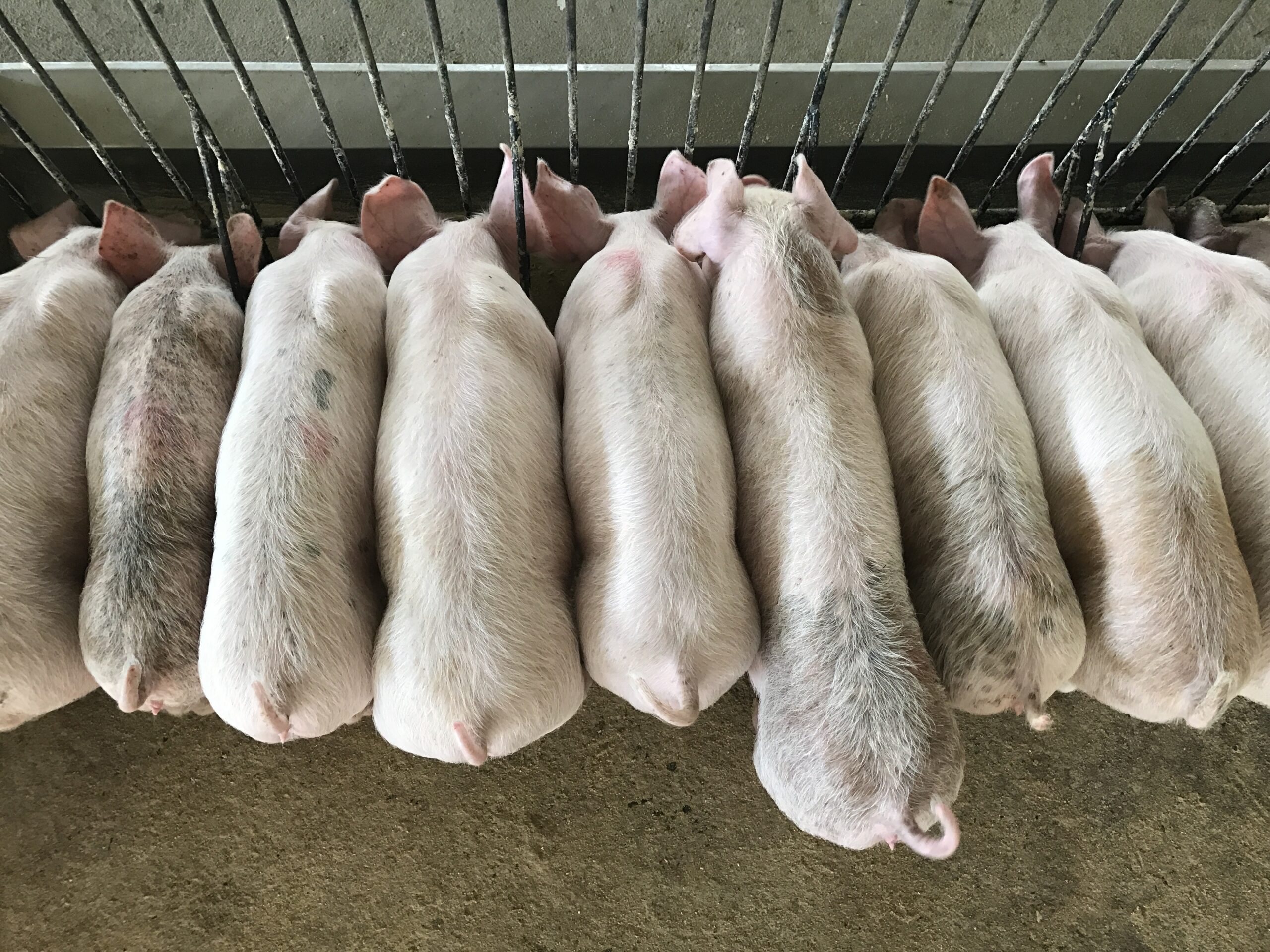 Sisa makanan dalam memberi makan babi