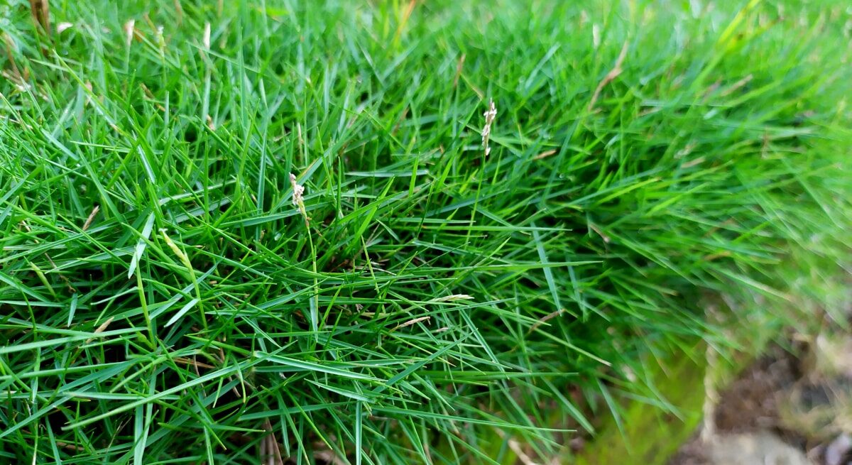 Temui 7 jenis rumput untuk taman anda