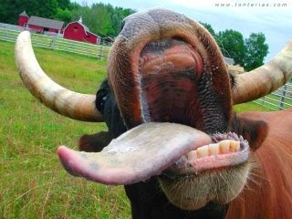 Adakah lembu mempunyai gigi?