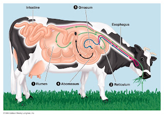 Asidosis ruminal dalam lembu