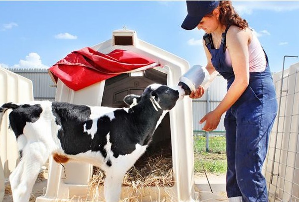 Bagaimana untuk membiak pengganti susu keseluruhan untuk anak lembu?