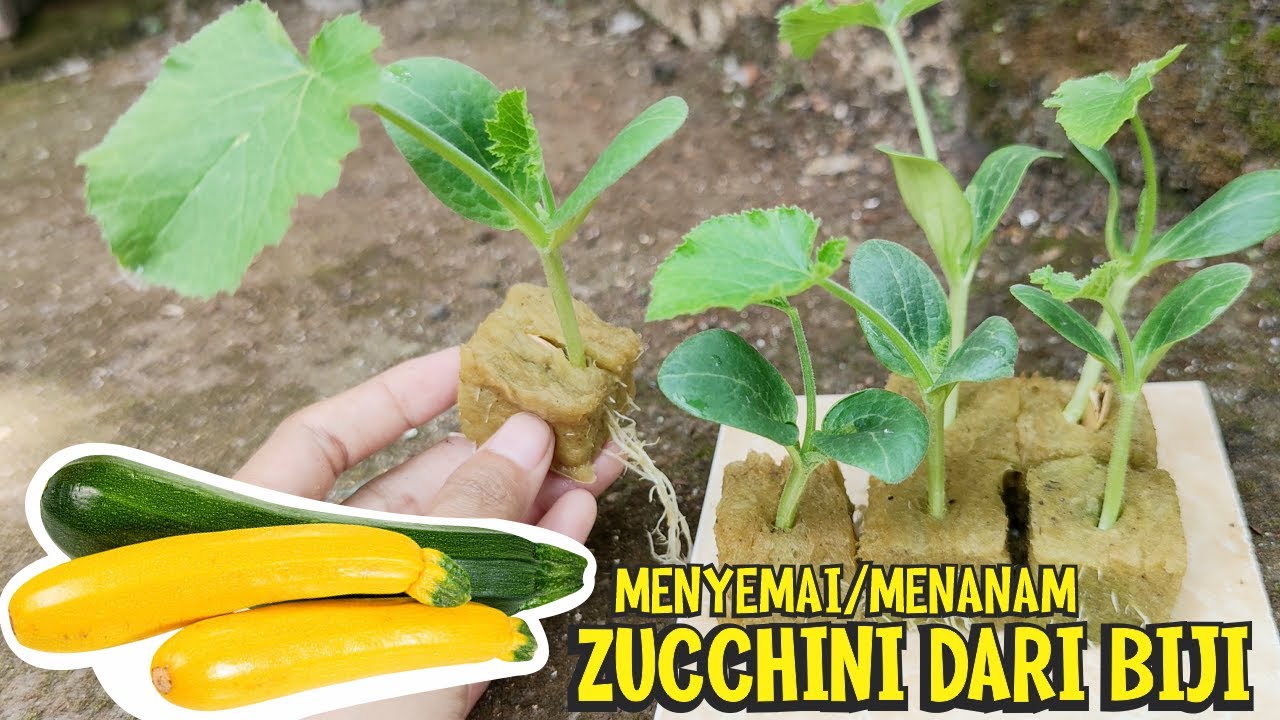 Bagaimana untuk menanam zucchini di rumah hijau