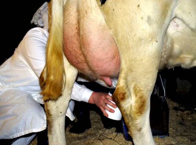 Bagaimana untuk merawat mastitis terpendam dalam lembu?