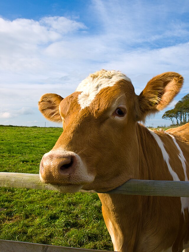 Bagaimanakah lembu yang menyusu diberi makan?