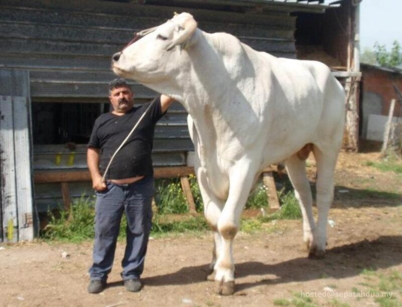 Baka lembu berkepala putih Kazakhstan