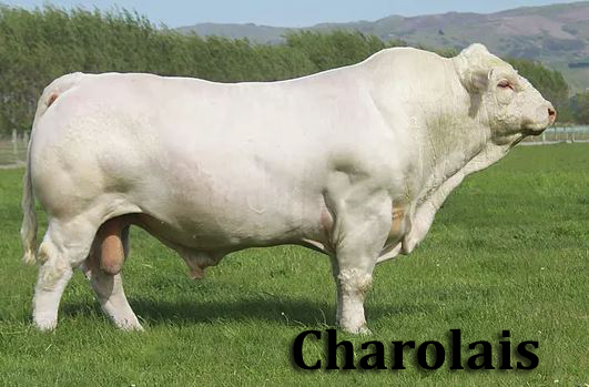 Baka lembu Charolais