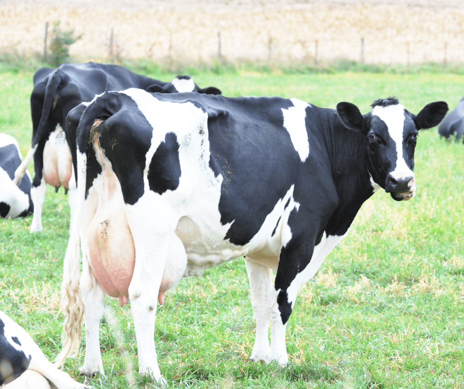 Baka lembu Holstein