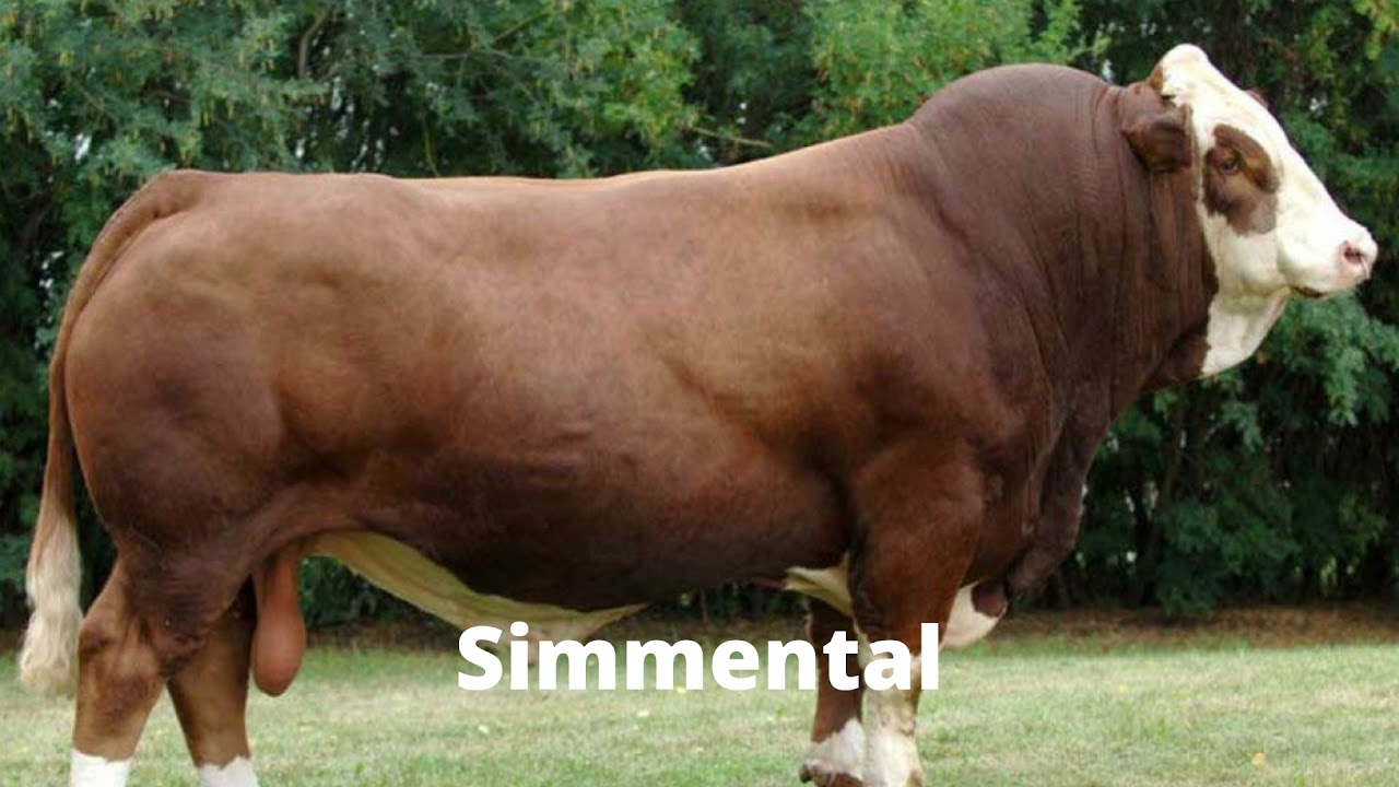 Baka lembu Simmental
