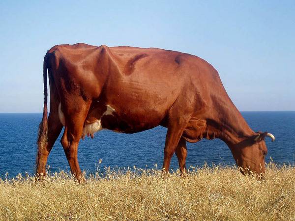 Baka merah Gorbatovskaya lembu