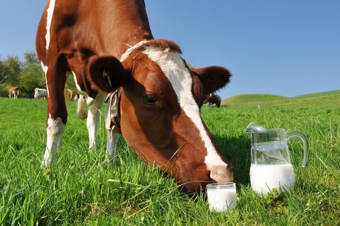 Berapa banyak susu yang diberikan oleh seekor lembu setiap hari?