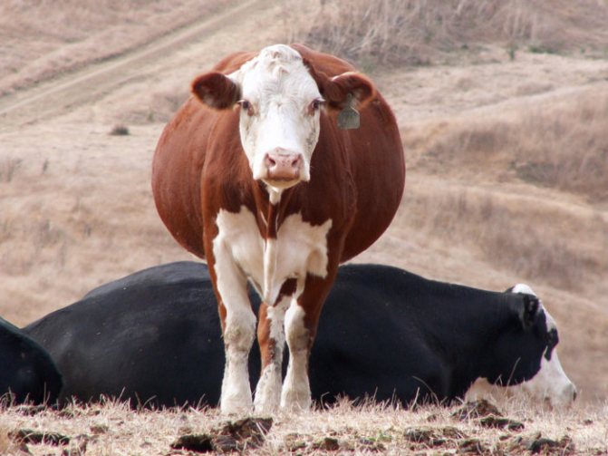 Berapa lamakah tempoh kehamilan lembu?