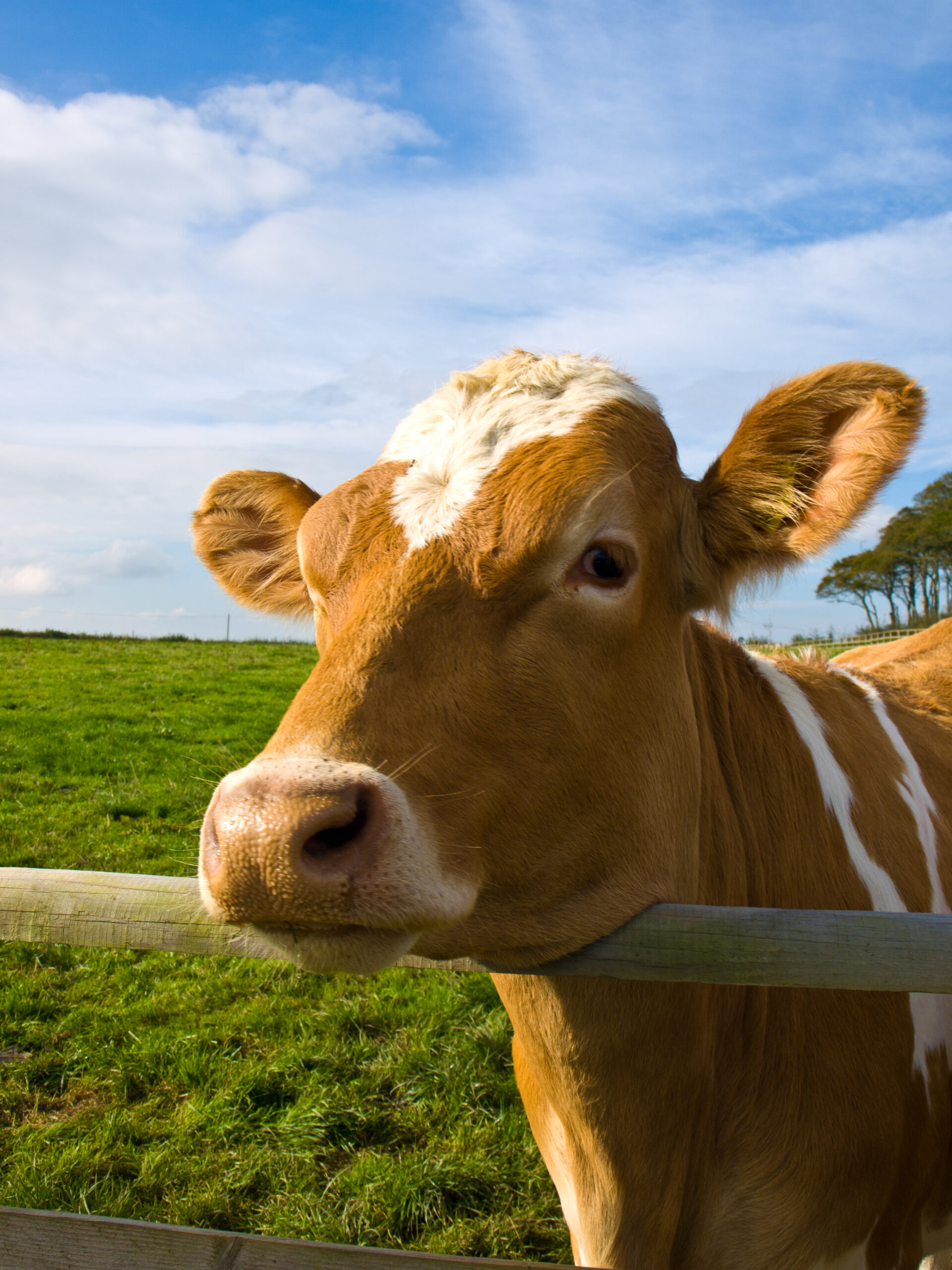 Bilakah lembu mula memberi susu buat kali pertama?