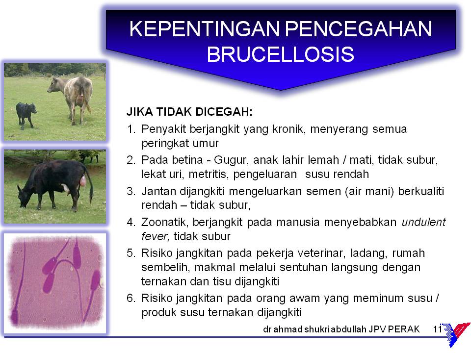 Brucellosis dalam lembu
