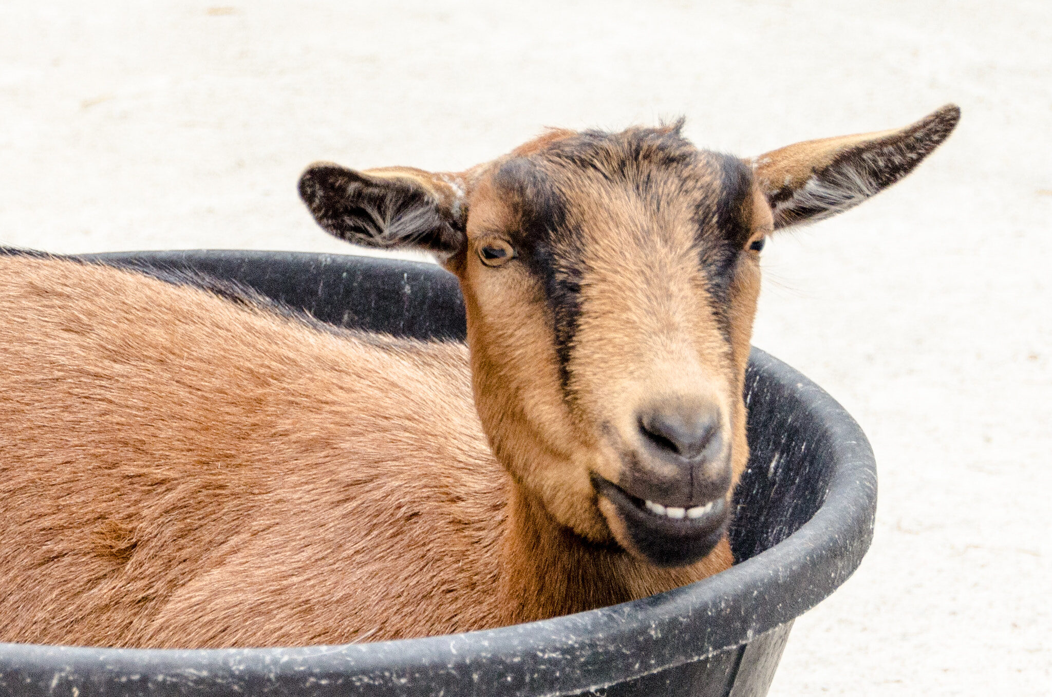 Cara memberi makan kambing biri-biri dengan betul: pada musim sejuk, pembiakan domba, selepas kambing, haiwan muda, norma makanan