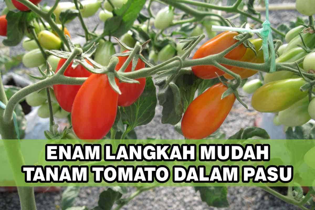 Cara menanam tomato di rumah: arahan langkah demi langkah, ciri penjagaan