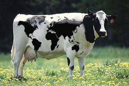 Dari mana datangnya darah dalam susu lembu?