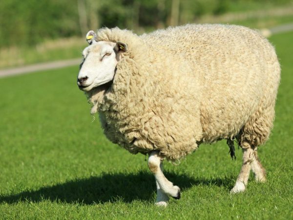 Domba baka Karachaev: penerangan, ciri