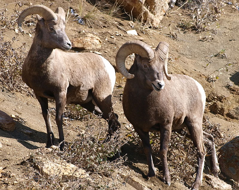 Domba liar: ciri dan jenis artiodactyl dengan tanduk berpintal