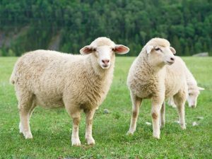 Domba Tsigai: penerangan dan ciri baka
