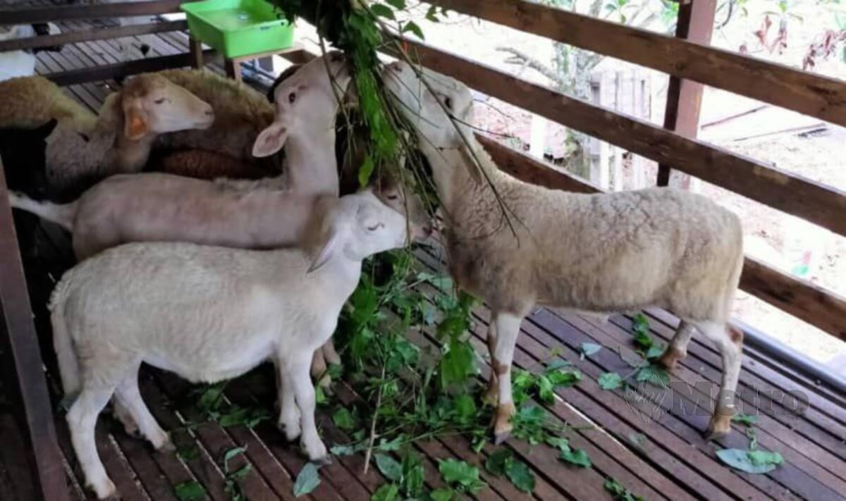 Kambing biri-biri hamil (hamil): berapa banyak ekor kambing dalam satu kambing, kekerapan kehamilan