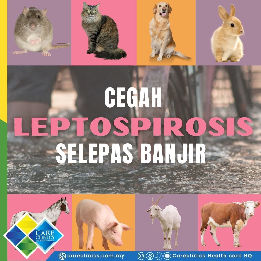 Leptospirosis pada lembu dan lembu