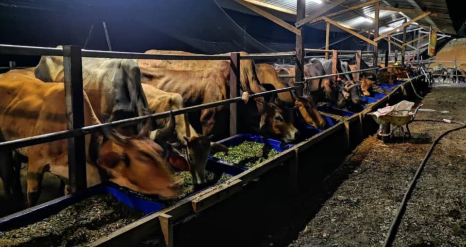 Menggemukkan lembu jantan untuk daging sebagai perniagaan