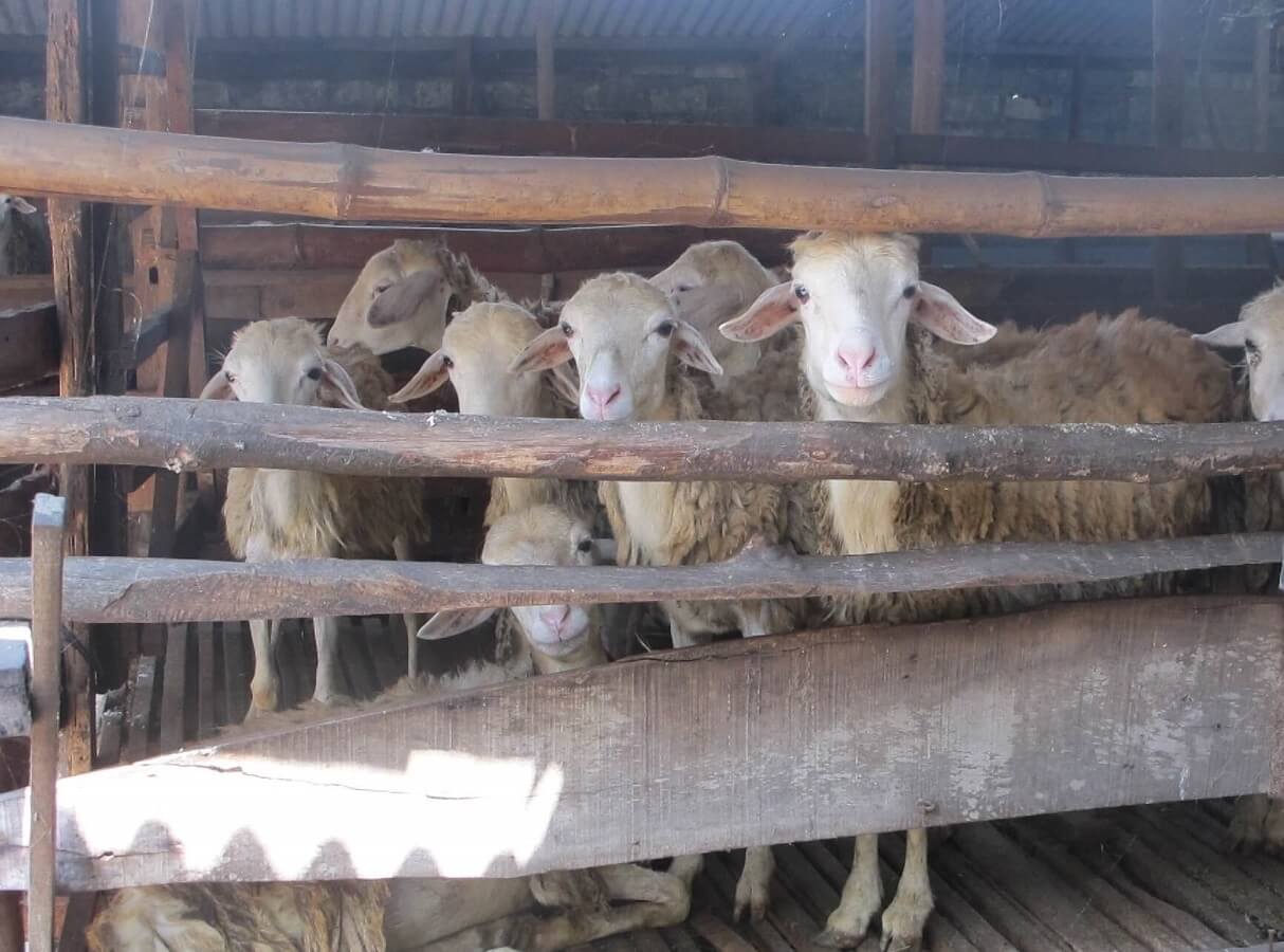 Pembersihan kulit domba (kulit domba) di rumah: kaedah dan cadangan