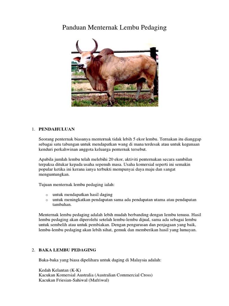 Pembiakan lembu: cara memilih yang baik, menyediakan dokumen, mengatur kandang lembu, membeli haiwan dan peralatan