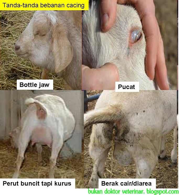 Piroplasmosis dalam lembu