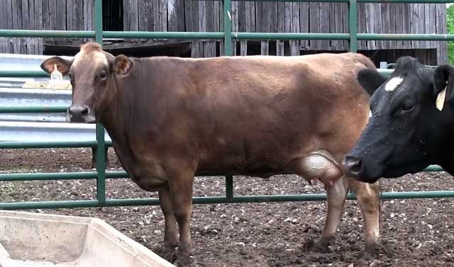Rawatan bursitis pada lembu