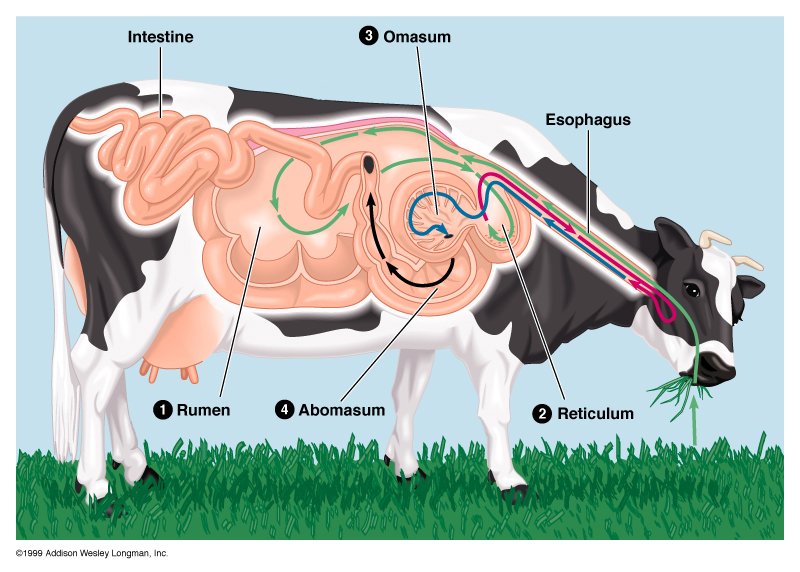 Struktur perut dan sistem pencernaan seekor lembu