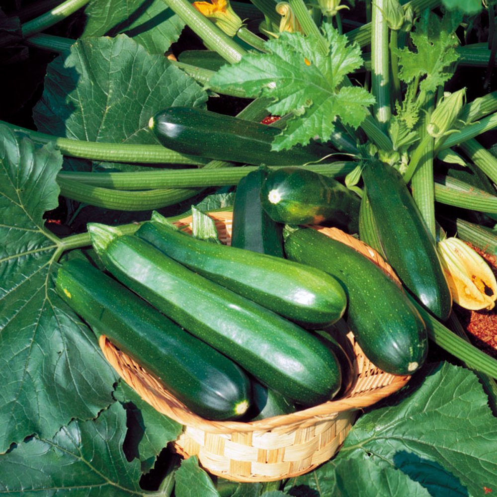 Zucchini zucchini: faedah dan kemudaratan, ciri penanaman dan penanaman