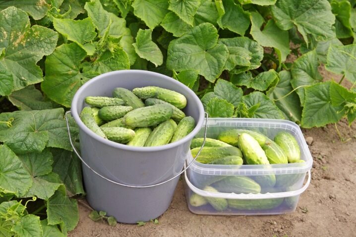 Beschrijving van bedden voor komkommers en hun bereiding