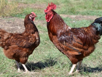Beschrijving van het ras van legkippen, het uiterlijk van kippen, beoordelingen van eigenaren