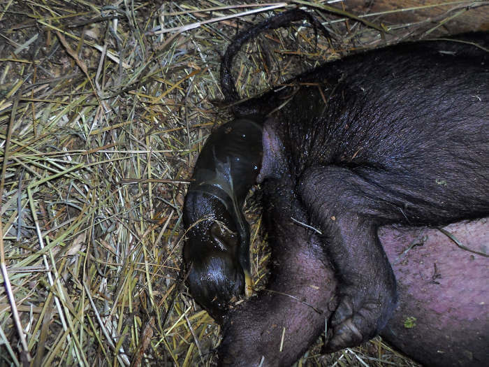 Bevalling bij een Vietnamees buikzwijn