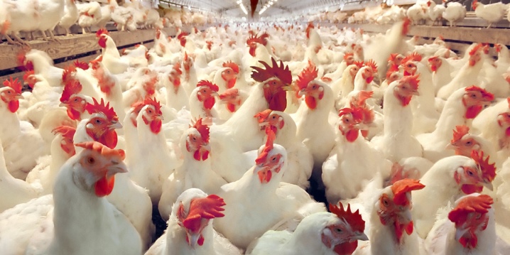 Cross-country kippen: wat is het, soorten en inhoud